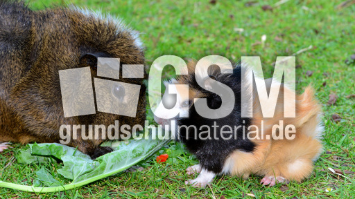 Meerschweinchen (8).jpg